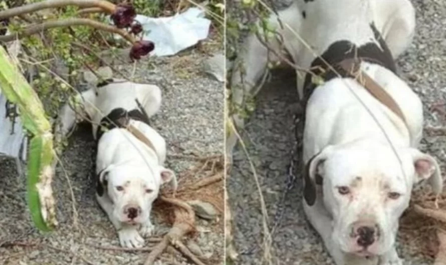 When a couple split up and left the house, their dog was chained and left to its destiny.