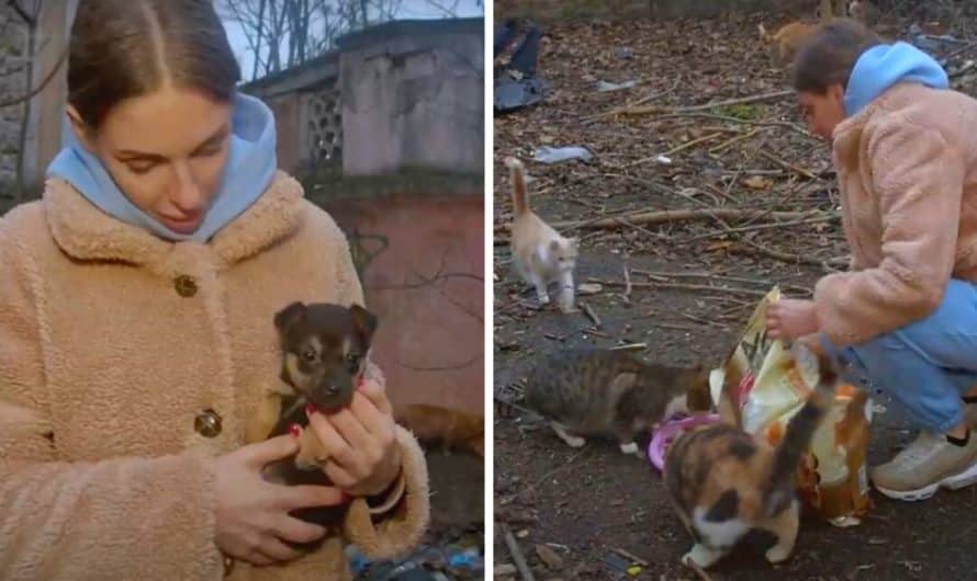 Stray cat colony takes in abandoned puppy to raise him like he’s their own