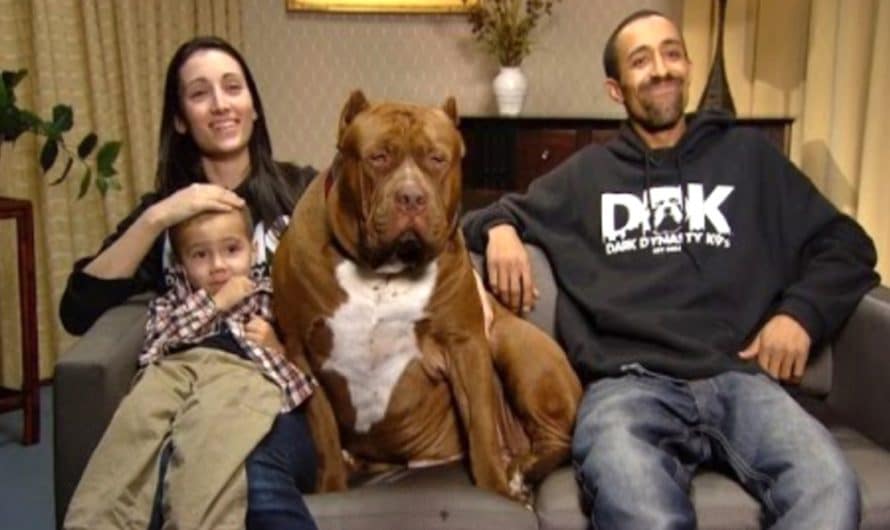 This 3 Year Old Little Boy’s Best Friend Is A 175-Pound Pit Bull