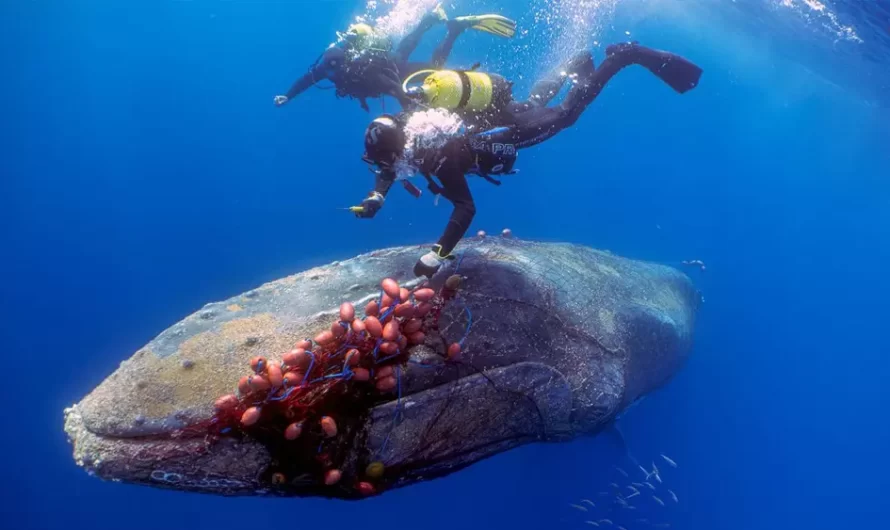 Spanish Diver Risks Life To Rescue 40-Foot Long Whale Trapped In Illegal Fishing Net