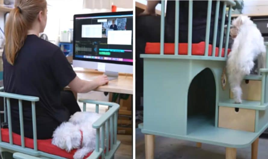 Lady makes needy pet desk chair that allows clingy pets sit with their owners