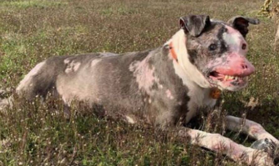 Freakish Dog With Autoimmune Disease Shows Charm Comes From Within