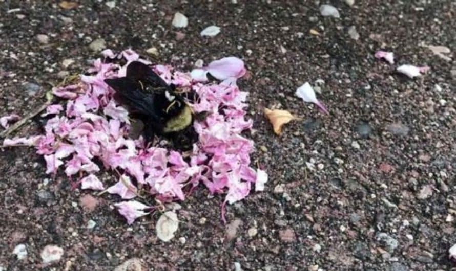 Ants bring flower to dead bumblebee and provide it a funeral