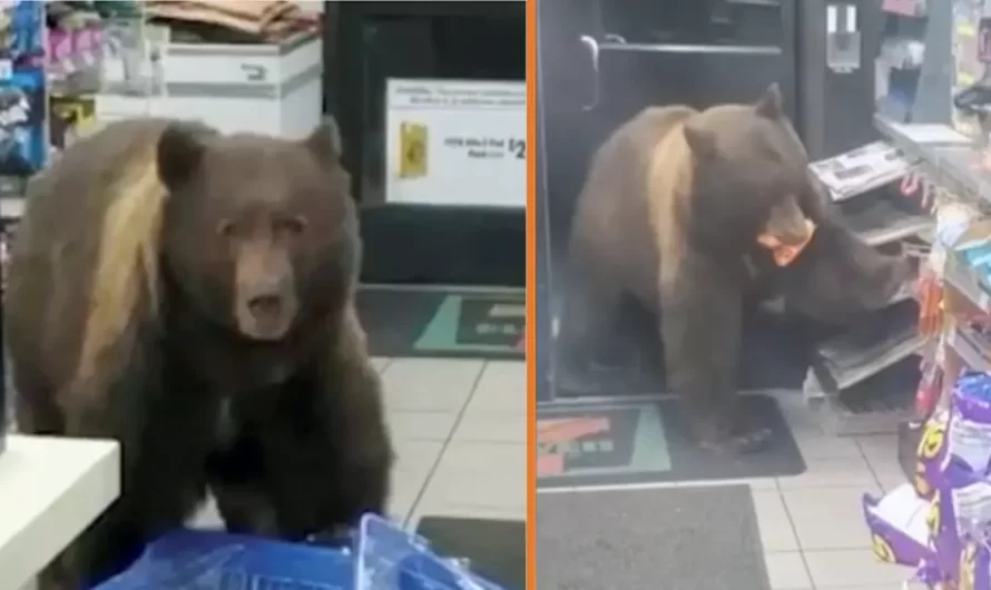 Huge Brown Bear Keeps Breaking Into Shop, Steals Candy, And Refuses To Leave