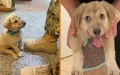 Stray Puppy Wanders Into Military Base And Finds The Hero He Needed