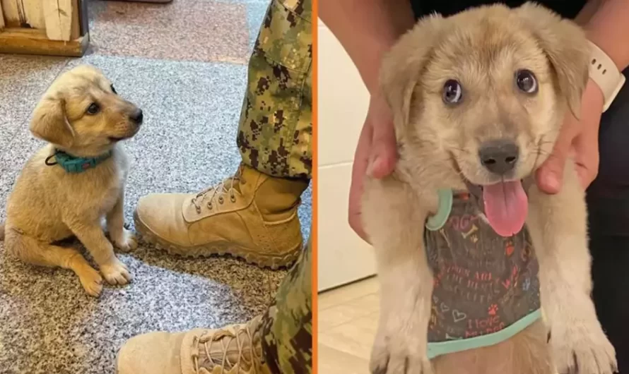 Stray Puppy Wanders Into Military Base And Finds The Hero He Needed