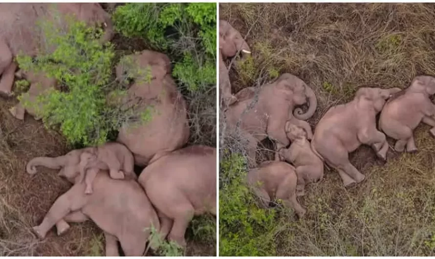 Herd Of Elephants Lays Down Comfortable After An Amazing 500-Kilometre Journey