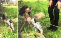 Rather than Rescuing An Abandoned Dog, They Tied Her To A Tree & Left Her To Die