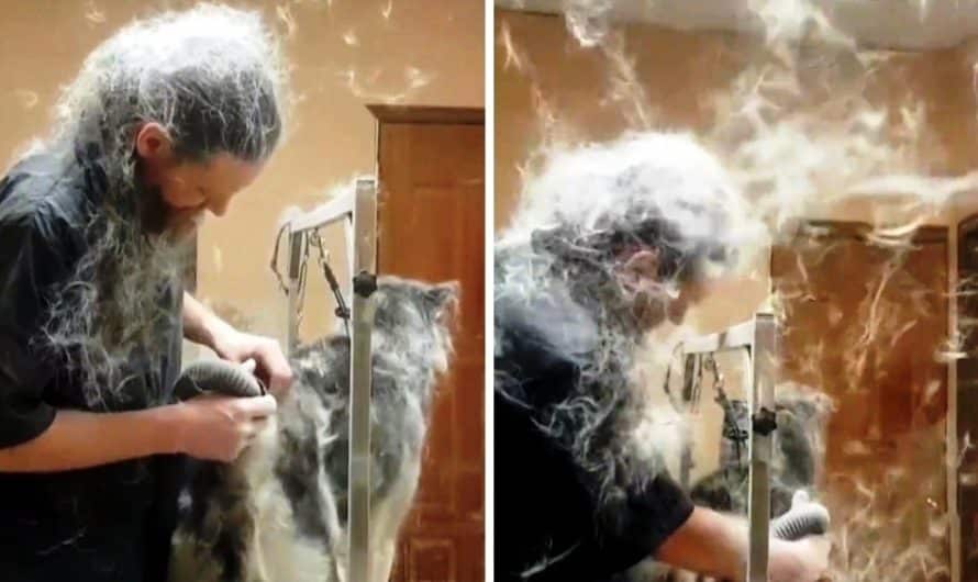 Groomer Starts Blow-Drying Husky’s Massive Fur & Moments Later Mayhem Ensues