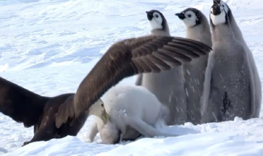 Penguin Chicks Scream In Terror As Giant Bird Attacks And A Hero Saved The Day