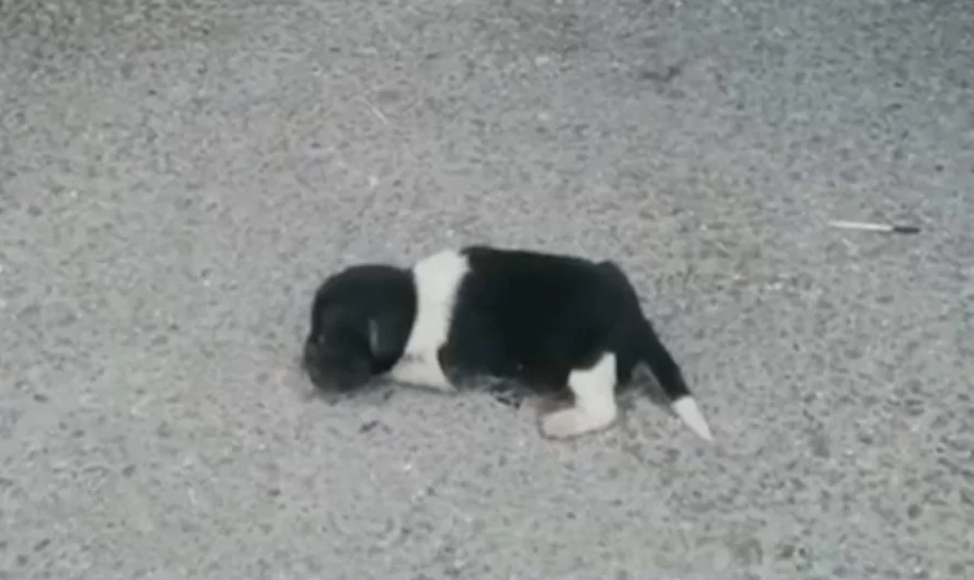 Newborn puppy Was Dumped on The Street, Crying Still Finds It In Himself To Trust People