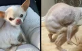 Dog hunches over in fear after being left by somebody who promised him love THREE times