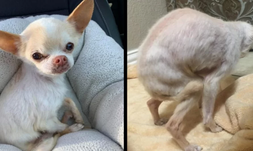 Dog hunches over in fear after being left by somebody who promised him love THREE times