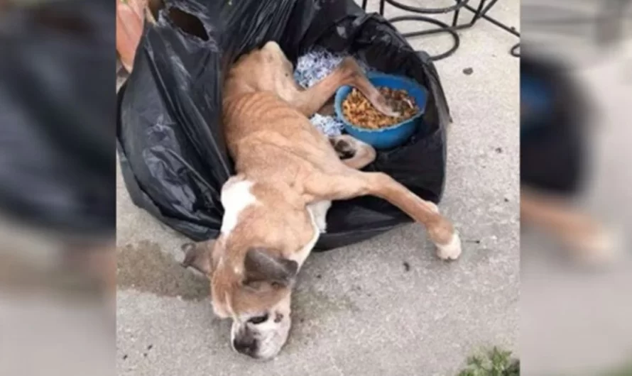 Sick Boxer Left In Trash Bag outside of Shelter Brings Tears To Rescuers’ Eyes