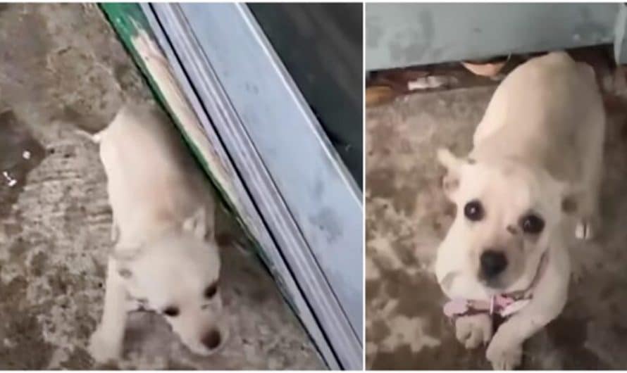 Teenager’s Told He Can not Bring Puppy Inside That Showed Up In The Rain