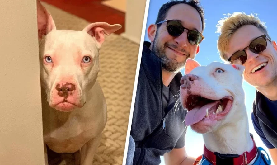 Rehomed Deaf Pit Bull Is Certain She’s Returning To The Shelter Once Again