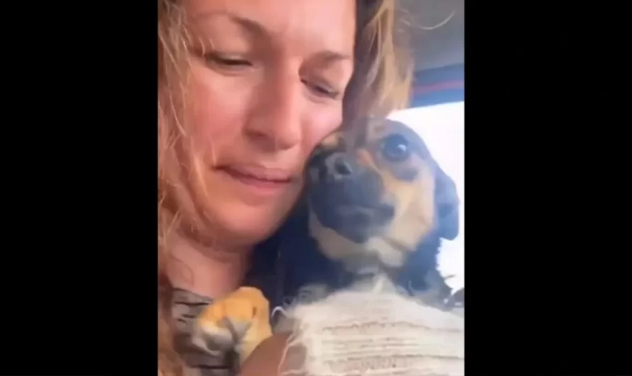 Woman Rescues Shivering Puppy From The Roadside