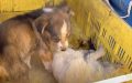 Puppy Found Guarding Her Dying Sister Requirements Help Also