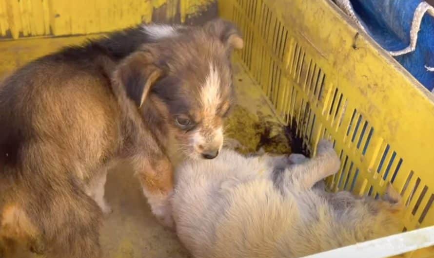 Puppy Found Guarding Her Dying Sister Requirements Help Also