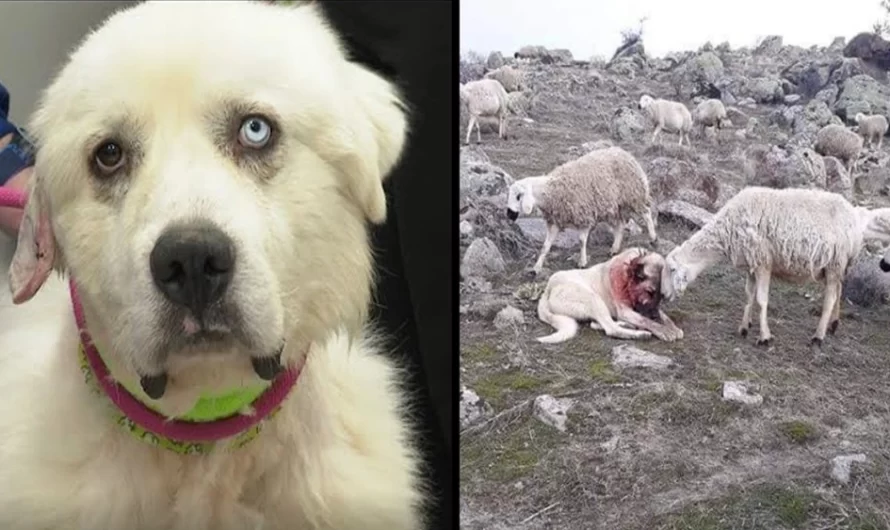 Brave Herding Dog Fights Off 11 Coyotes To Rescue His Flock Of Sheep