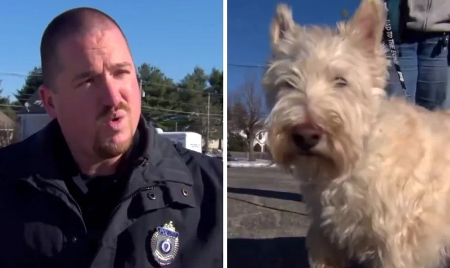 Small Dog Runs Up To Cop And Begins Barking Loudly, ‘Begs’ The Cop To Follow Him