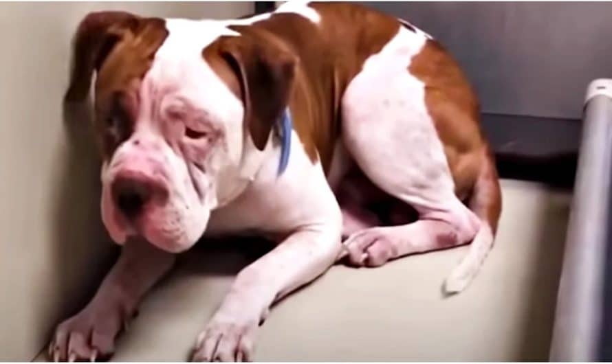 Shaking Pit Bull Will Not Leave Shelter Corner, Heard A Voice And Inched Forward