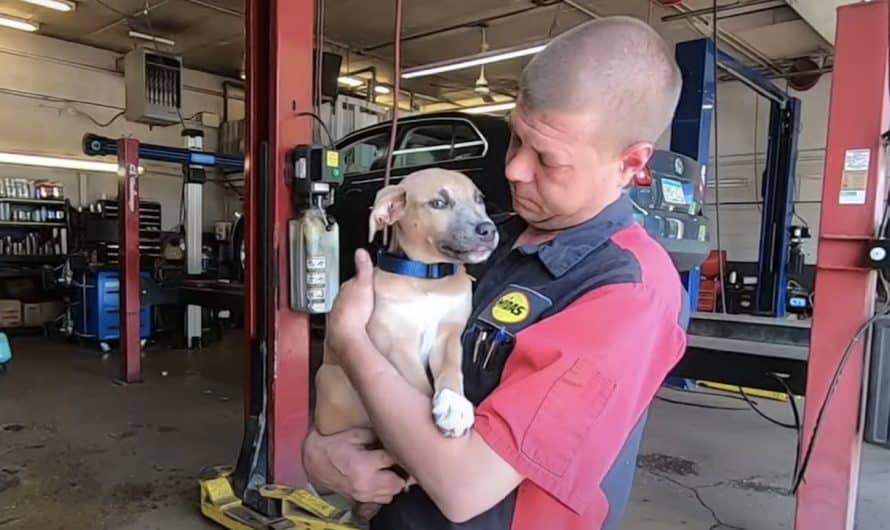 Mechanic Pulls Backpack Out Of Dumpster And Locates Abused Puppy