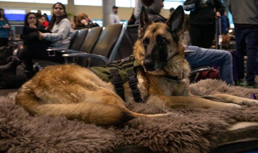 Service Dog Who Inspired The PAWS Act For Veterans Honored On Her Last Flight