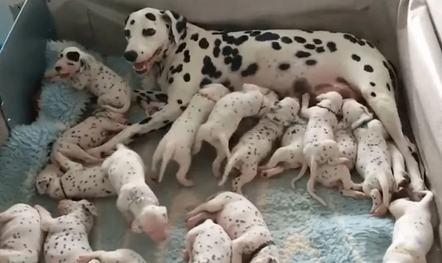 Veterinarian says Dalmatian is mosting likely to have 3 puppies she has a record breaking litter of 18