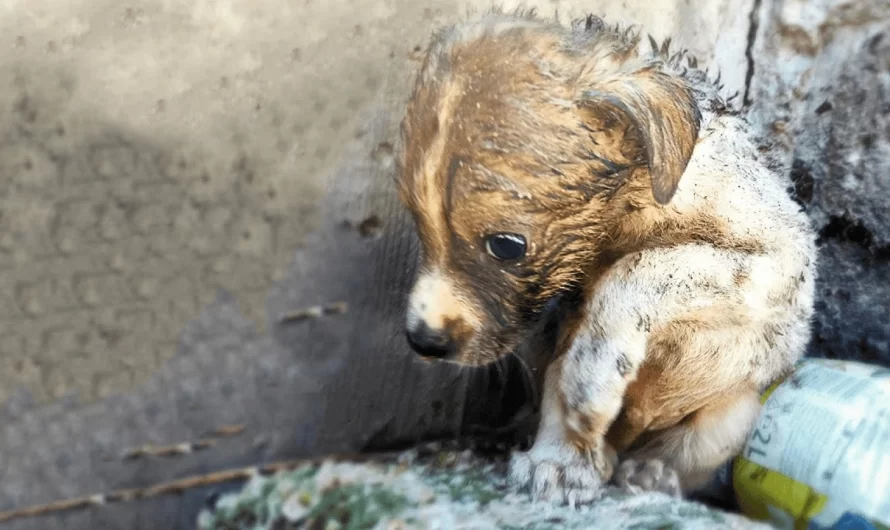 Puppy Saved From Dumpster Is Just Beginning His Fight To Survive