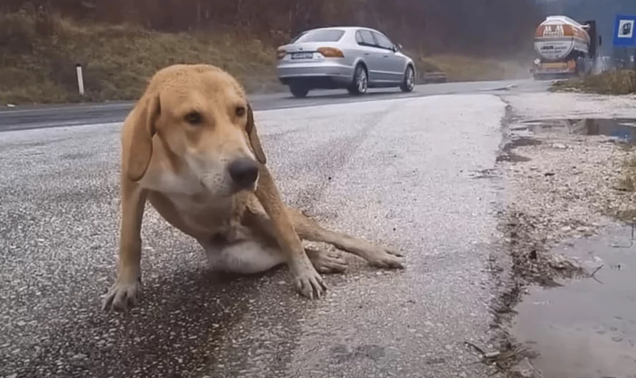 The Dog Was Motionless In A Puddle On The Side Of The Road When Help Lastly Showed Up