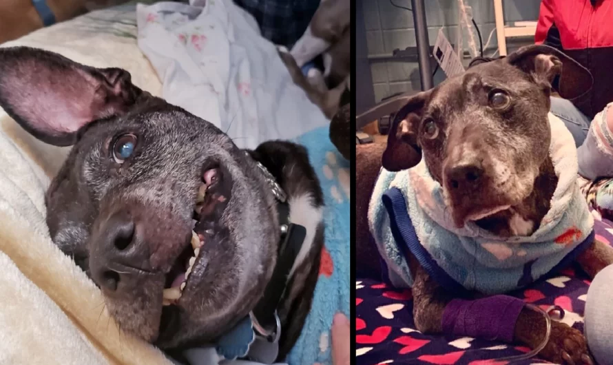 R.I.P. Frodo, The Last Surviving Dog Saved From Michael Vick’s Dogfighting Ring