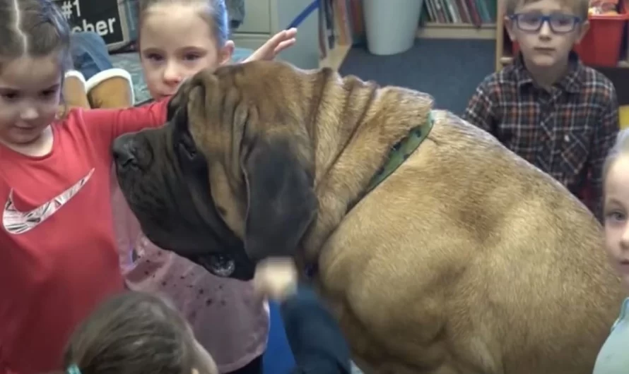 200 Pound Mastiff Takes A Work At An Primary School