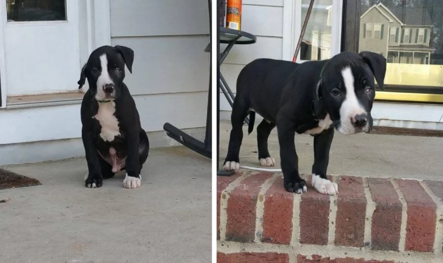 Disabled Puppy Gets Overlooked In Sanctuary Because Of His Imperfections