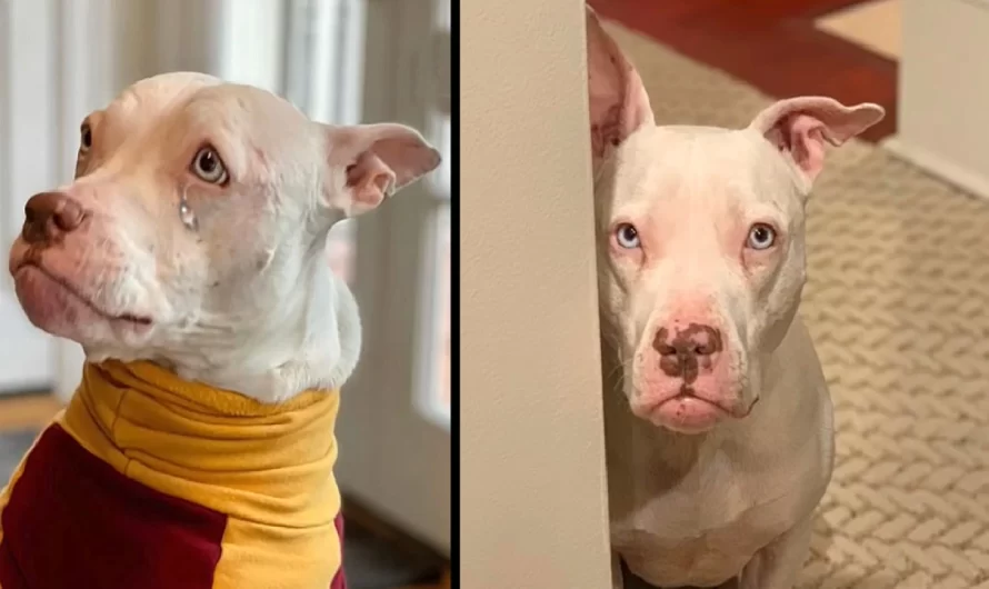 Rehomed Deaf Dog Is Specific She’s Returning To The Shelter Once Again