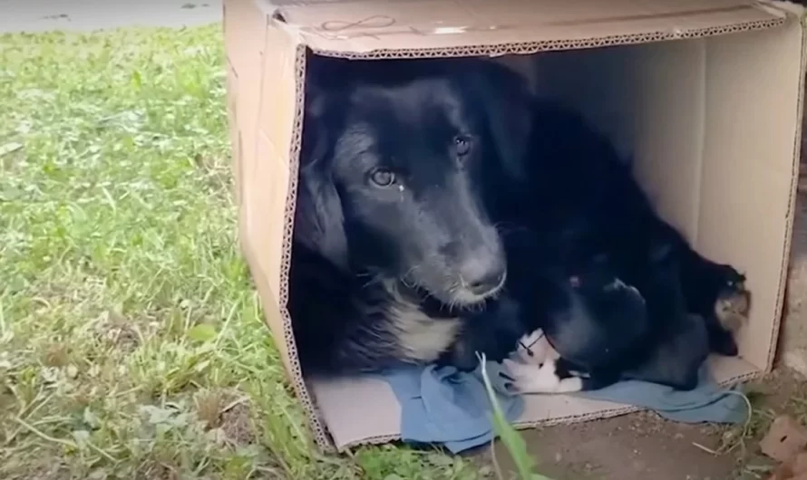 Stray mama dog curls up in a box with her puppies to keep them warm