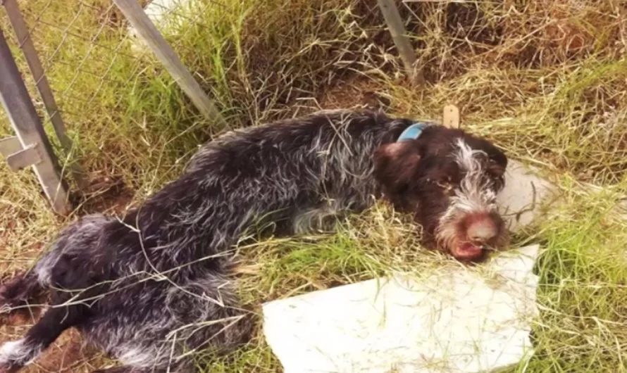 Dog was found abused and dying by stream, gains energy to wag its tail upon rescue