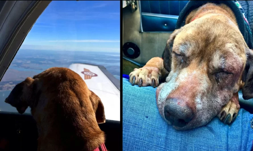 Pilot flies terminal shelter dog 400 miles to spend her last days with a loving family