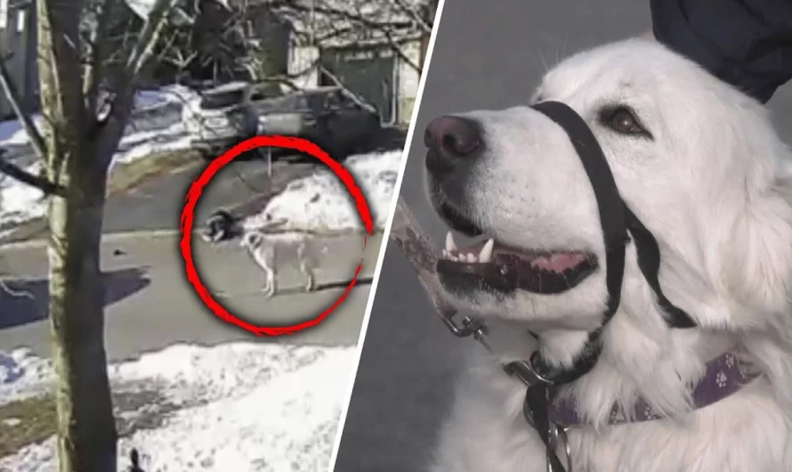 Dog Stops A Vehicle And Asks For Help When Her Owner Has A Seizure