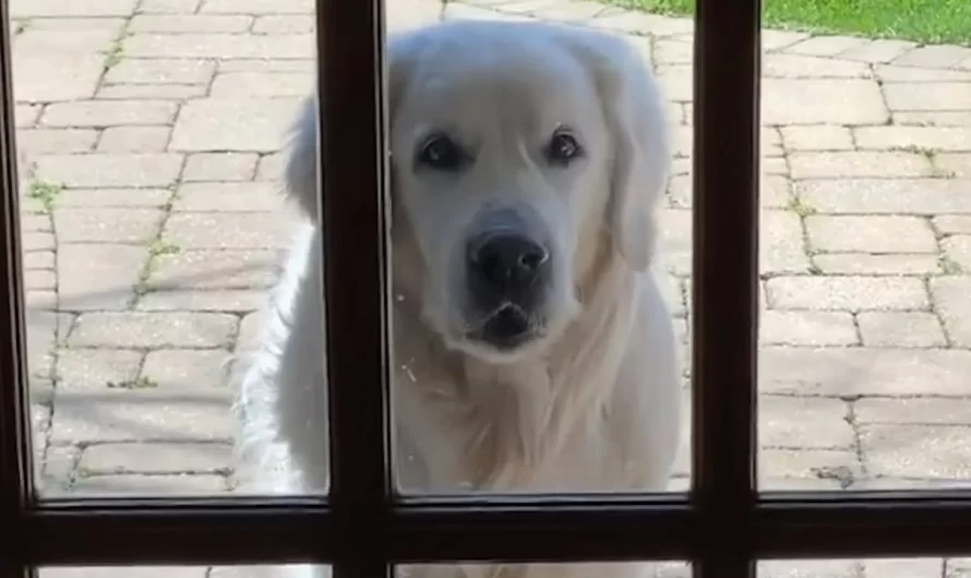 14-Year-Old Golden Retriever Goes To Visit His Neighbor At 7:30 AM Every day