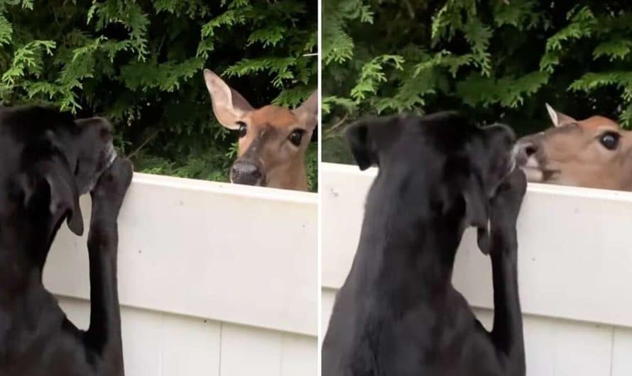 Deer creates special bond with dog over fence and comes back every day to visit