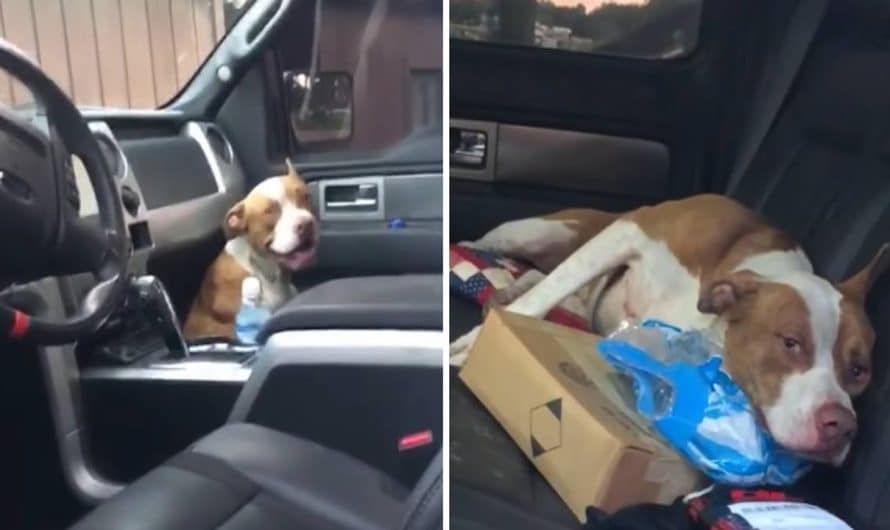 Stray Dog Jumped Into A Vehicle And Didn’t Go Out Till He Was Adopted