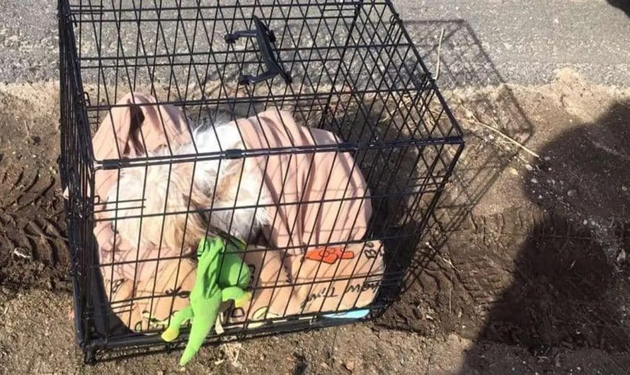 Dog Dumped On Side Of The Street With All His Toys