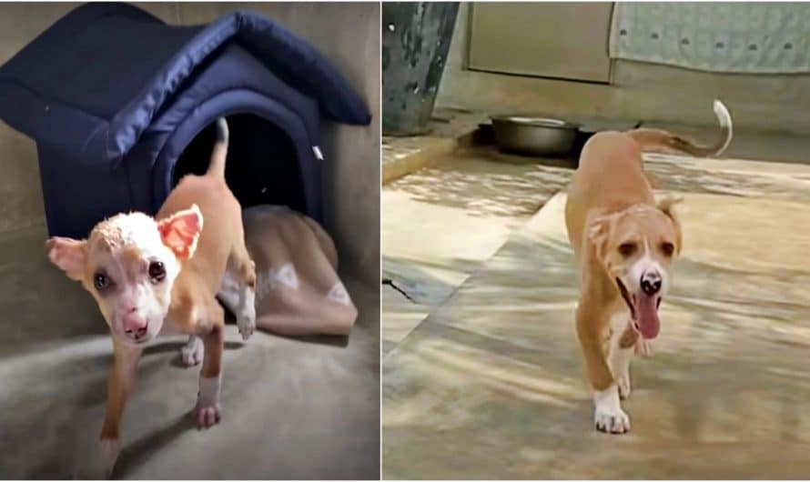 Road Puppy Burned In Fire Sprints To Father And Leaps Into His Arms