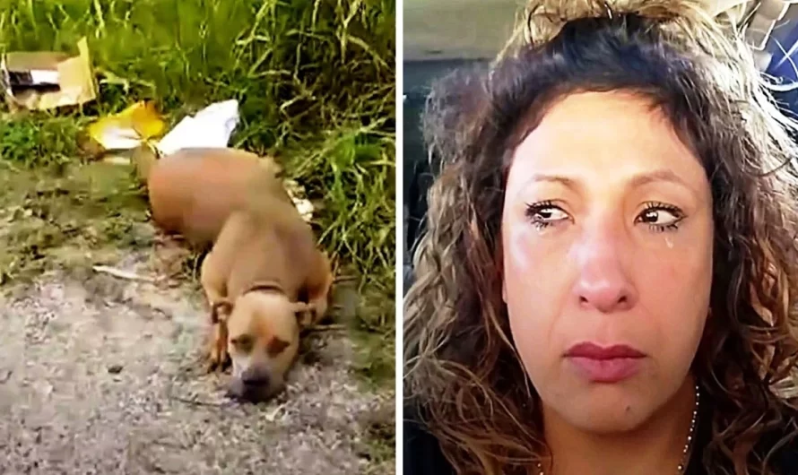 Lady Drives To A ‘Dog Dumping Ground’ At 4 AM And Sees A Dog Staring At Her