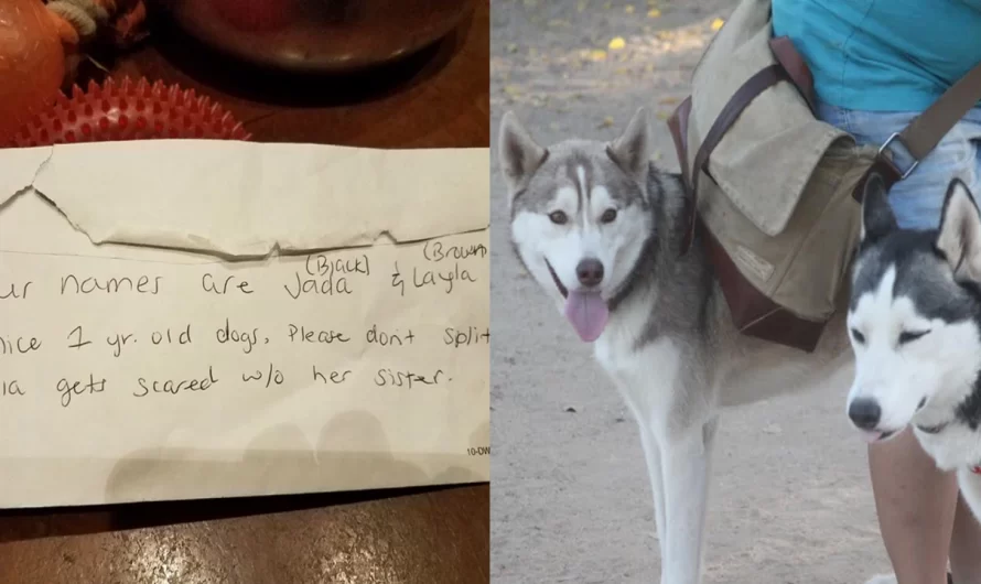 Huskies Left At Dog Park With All Their Toys And The Saddest Note