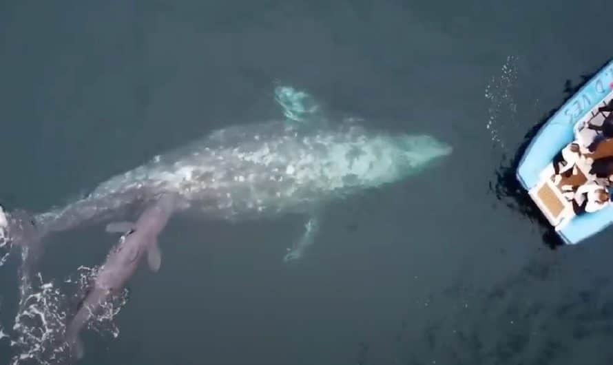Awe Struck Whale Watchers Witness Once-In-A-Lifetime Miracle Event