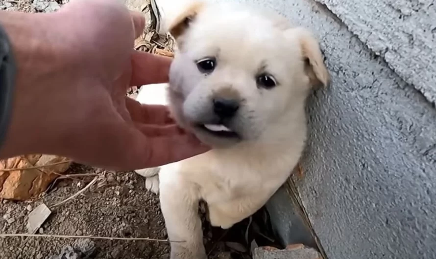 Heartbroken Puppy Is Abandoned At A Garbage Dump