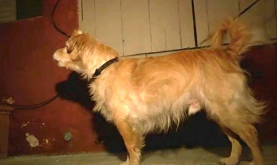 Quiet Rescue Dog Started Barking At Wall One Day, Owner ‘ Got’ Him And Runs