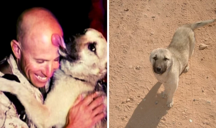 Wild dog followed marine 70+ miles in Iraqi wilderness to prove he’s a great pet